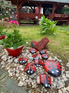 a group of lady bugs on rocks in a garden at Pensiunea Bianca in Bran