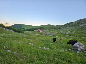 a group of cows grazing in a grassy field at Katun Potrk Sinjajevina in Kolašin