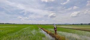 a person standing in the middle of a field at Deen Paddy View Wifi 3 Airconds in Alor Setar