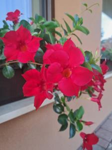 Apartments AD Radenci في رادنسي: حفنة من الزهور الحمراء تقف على حافة النافذة