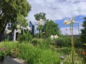 un jardín con flores blancas en la hierba en House Haler, en Krnica