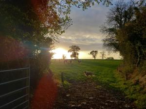 un groupe d’animaux pacant dans un champ au coucher du soleil dans l'établissement Kitty's Cottage - Horse and Jockey, Cashel, à Thurles