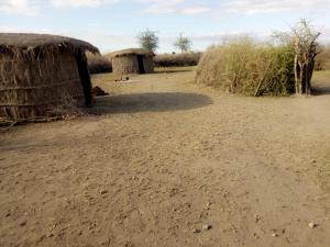 a dirt road with two huts in a field at SURUNGAI EMANYATA Maasai Boma in Arusha