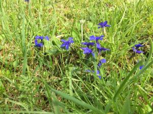 un gruppo di fiori blu nell'erba di Fedaia Joy B&B a Canazei