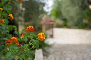 A garden outside Villa La Vigna