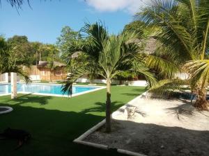 邦勞的住宿－HIGALA度假村，游泳池前的棕榈树