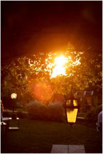 un tramonto dietro un albero con un lampione di Agriturismo Costa Etrusca a San Vincenzo