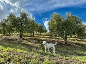 a white dog standing in a field with trees at RTA Costa Etrusca in San Vincenzo