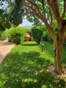 a tree in the grass next to a sidewalk at Villa con vista mare in Stalettì +1 photo
