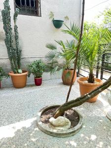 Giardino di Green ToniC Hostel