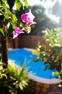 różowy kwiat na gałęzi z niebieskim basenem w obiekcie Villa Fiore w orbole