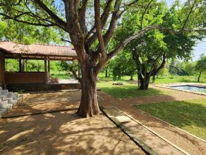 a tree in a park with a pavilion and a pool at Hide Yala in Tissamaharama