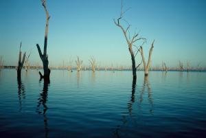 a group of trees in a body of water at The Yarrawonga Hotel in Yarrawonga