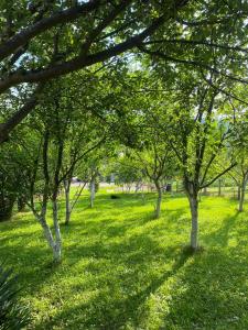 a group of trees in a field of green grass at Villa La Familia in Bihać