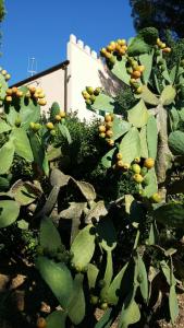 ポルト・アッズッロにあるVilla San Giuseppeの大緑の果実