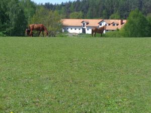 três cavalos a pastar num campo de relva verde em Sakowcówka - Agroturystyka , stajnia em Łapino Kartuskie