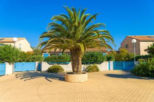 a palm tree in the middle of a courtyard at Lagrange Vacances Les Maisonnettes in Sainte-Marie-Plage