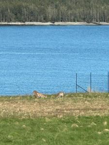 deux cerfs paissant dans un champ à côté d'un plan d'eau dans l'établissement Hard Aground - Ocean View - Pet Friendly! SWH, à Southwest Harbor