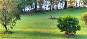 The Glade, peace among the trees on the river外面的花园