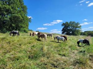 a herd of horses grazing in a field at La Garencière - Les Hirondelles in Champfleur