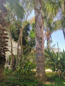 Κήπος έξω από το Like at Home Salento - Rustic Bungalow +7 φωτογραφίες