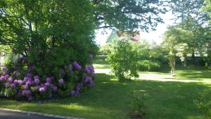 um arbusto de flores roxas num quintal em Bergsvägen Bed & Breakfast em Urshult