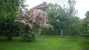 Zahrada ubytování Bergsvägen Bed & Breakfast