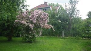 uma árvore florida num quintal em frente a uma casa em Bergsvägen Bed & Breakfast em Urshult