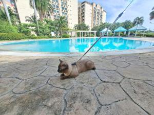 マニラにあるWNSuitesのギャラリーの写真 +12枚の写真