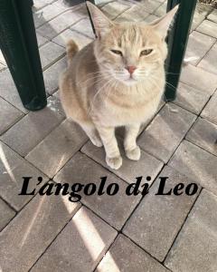 kot siedzący na ziemi obok stołu w obiekcie L'Angolo di Leo w mieście Borgofranco dʼIvrea
