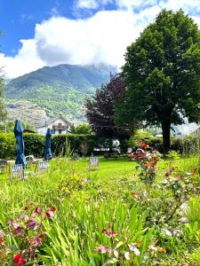 a field of flowers with chairs and a tree at h&ocirc;tel oberland in Le Bourg-dʼOisans