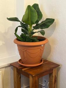 a plant in a pot on a wooden table at The Northdale Hotel Ltd in Skegness