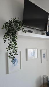 a plant sitting on top of a shelf with two windows at L'infini Sea Shell apartment Zubovići in Zubovići