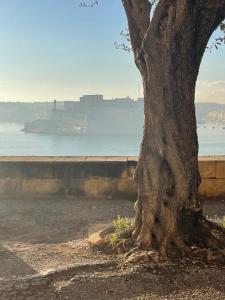 un albero situato accanto a uno specchio d'acqua di Prestigious Pied a Terre Wignacourt with views a La Valletta