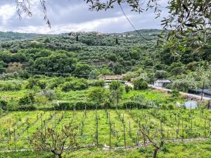 a view of a vineyard in a green field at Apartment NISSO by Interhome in Costa Carnara