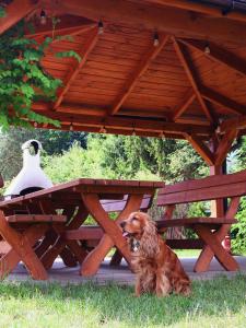 einem Hund, der vor einem Picknicktisch sitzt in der Unterkunft Domki w Dolinie Radomki 
