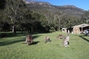 a group of kangaroos grazing in a field at Halls Gap Log Cabins in Halls Gap