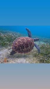 Foto dalla galleria di Casa Wilo a Culebra