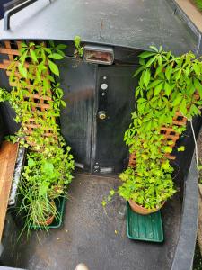a group of potted plants in the back of a van at Beautiful Canal Boat in London City Centre for Family & Friends in London