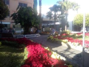 Ogród w obiekcie Hostel Orotava