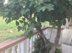 a tree sitting next to a white fence at Apartments Rubbi in Vrsi