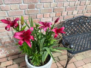 a potted plant with pink flowers next to a bench at Hortenzia Apartman in Tab +3 photos