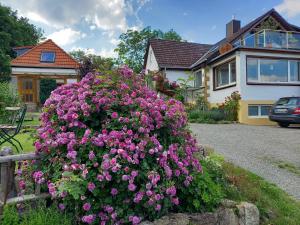 a large bush of pink flowers in front of a house at Elfenhäuschen mit 3 DTV Sternen ausgezeichnet in Bad Harzburg