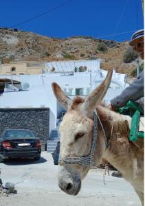 a camel is tied up with a chain at The Magic Luxury Cave Suites in Santorini