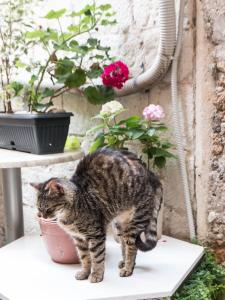 Domáce zviera alebo zvieratá hostí v ubytovaní Ella la Bella II Dubrovnik Old town
