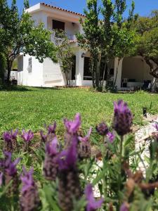 タナウネッラにあるVilla Lentischioの紫花の群れ