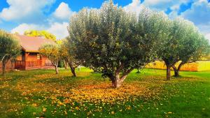 a group of trees in a field with yellow flowers at Arrowhead Country Cabins in Mount Carmel