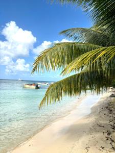 a palm tree on a beach with a boat in the water at La Serena de Toumalacai - Calme et Paisible in Grand-Bourg