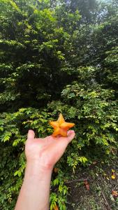 Φωτογραφία από το άλμπουμ του Monte Santo Y Café στο Monteverde
