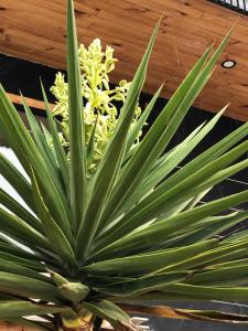 a green plant with a yellow flower on a table at Chagual Los Vilos Lodging in Los Vilos